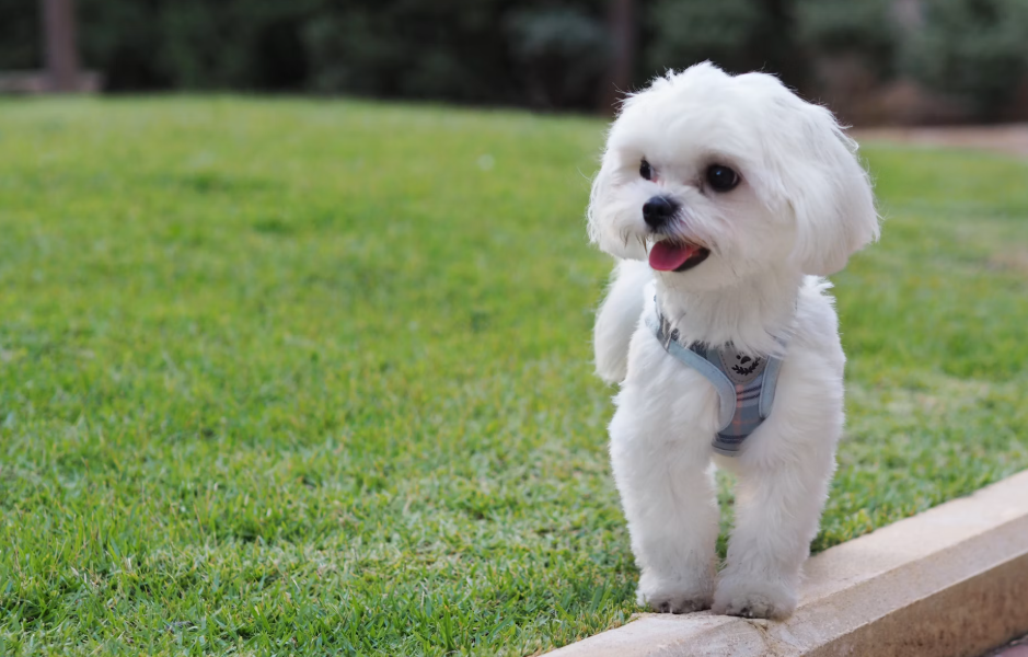 Ինչ կեր ընտրել մալթեզի համար․ Royal Canin, Monge, Acana