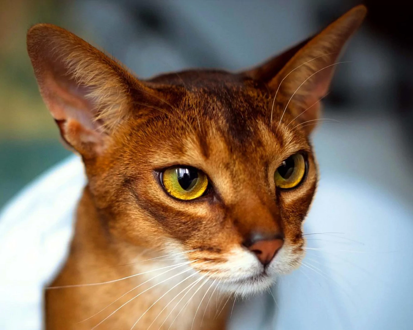 Abyssinian