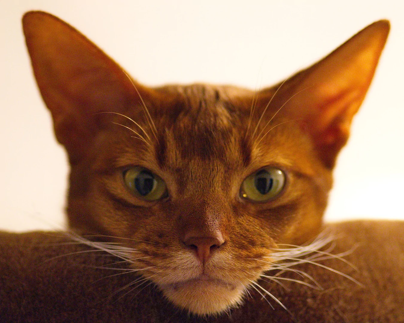 Abyssinian