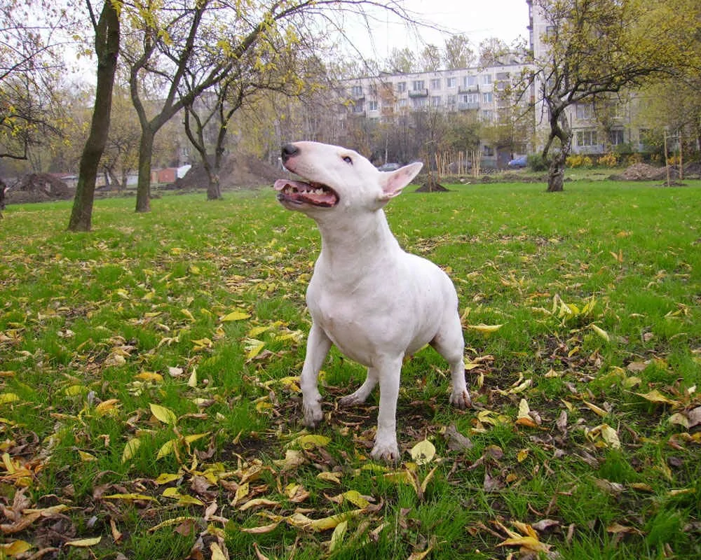 Բուլտերիեր