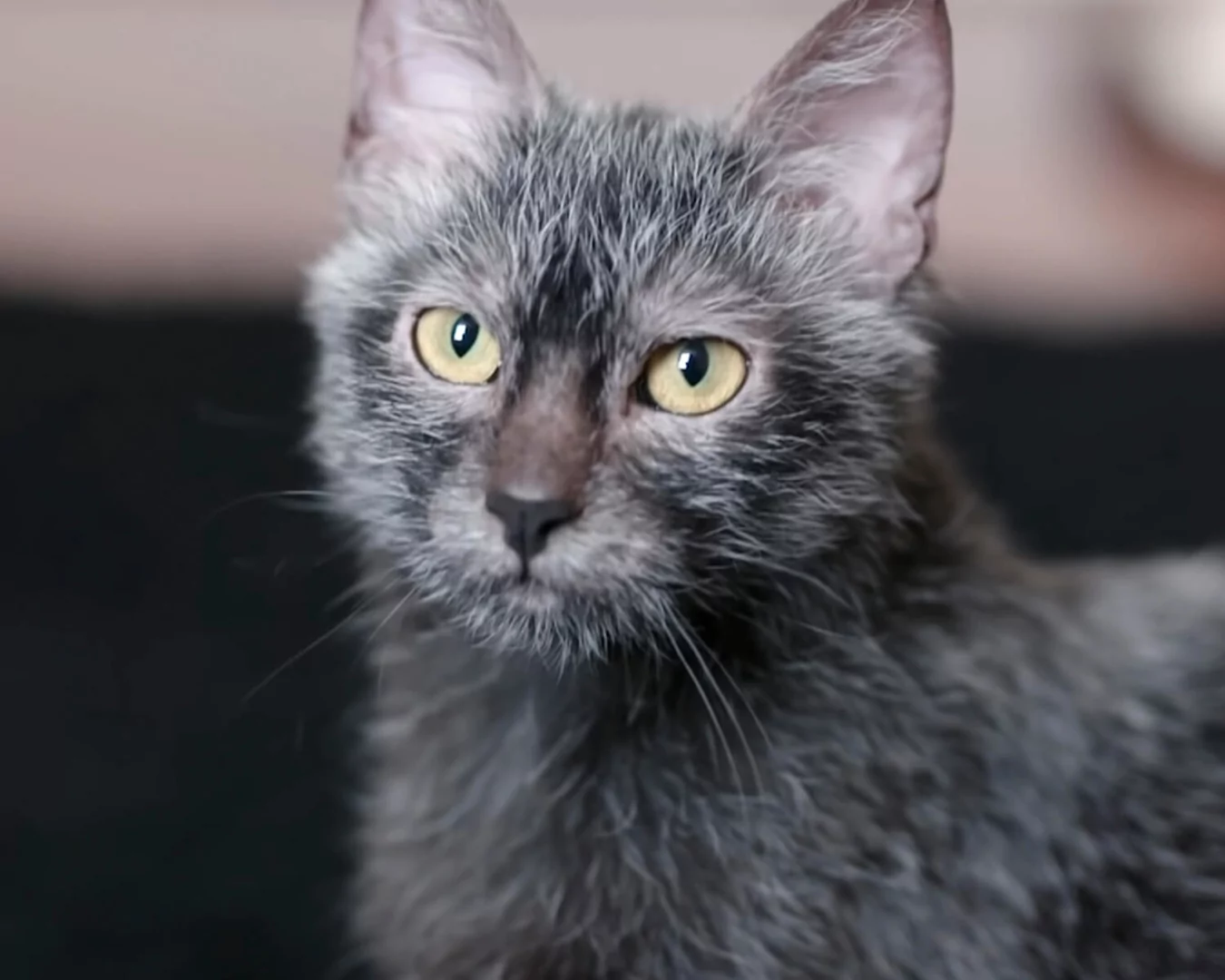 Lykoi