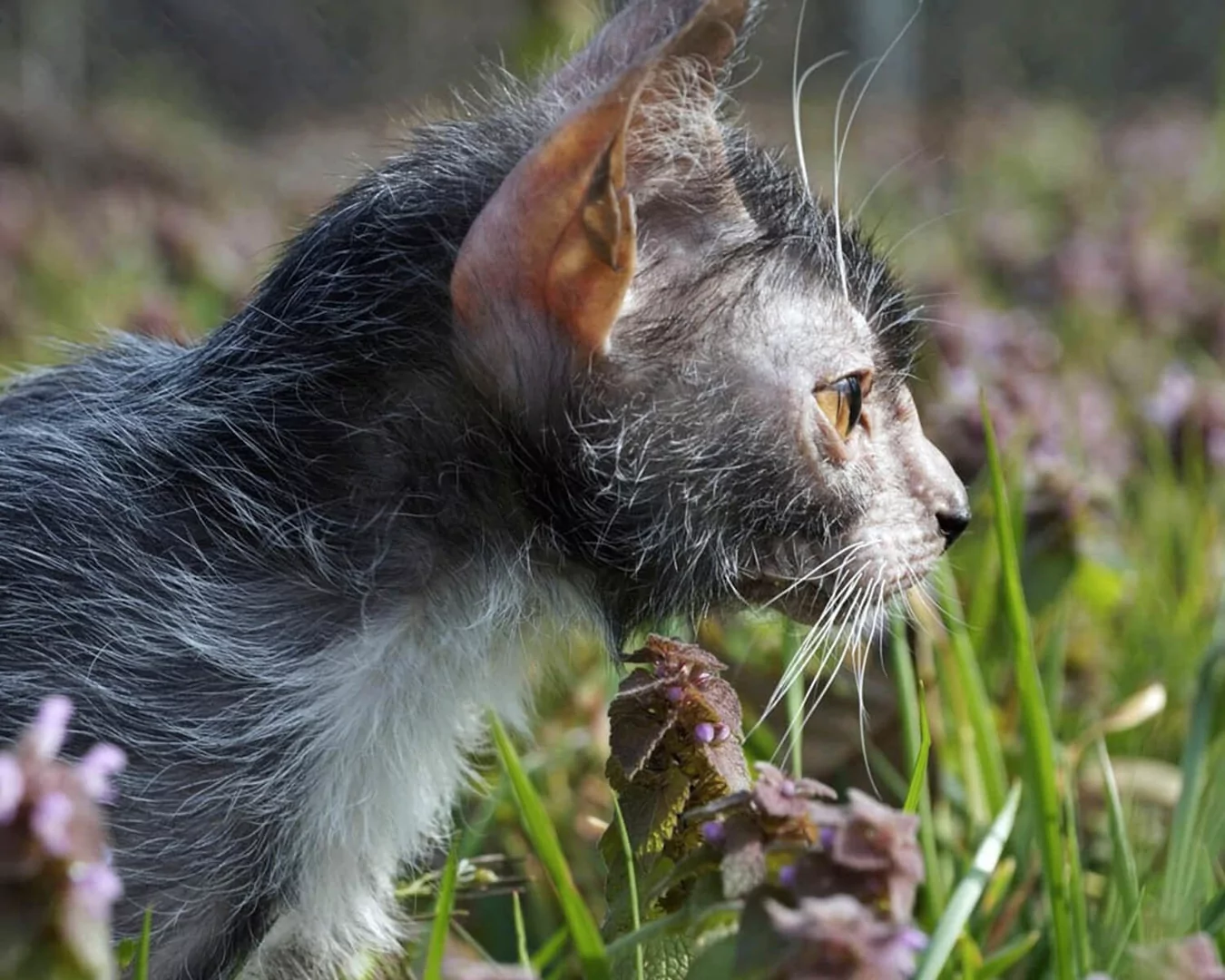 Lykoi