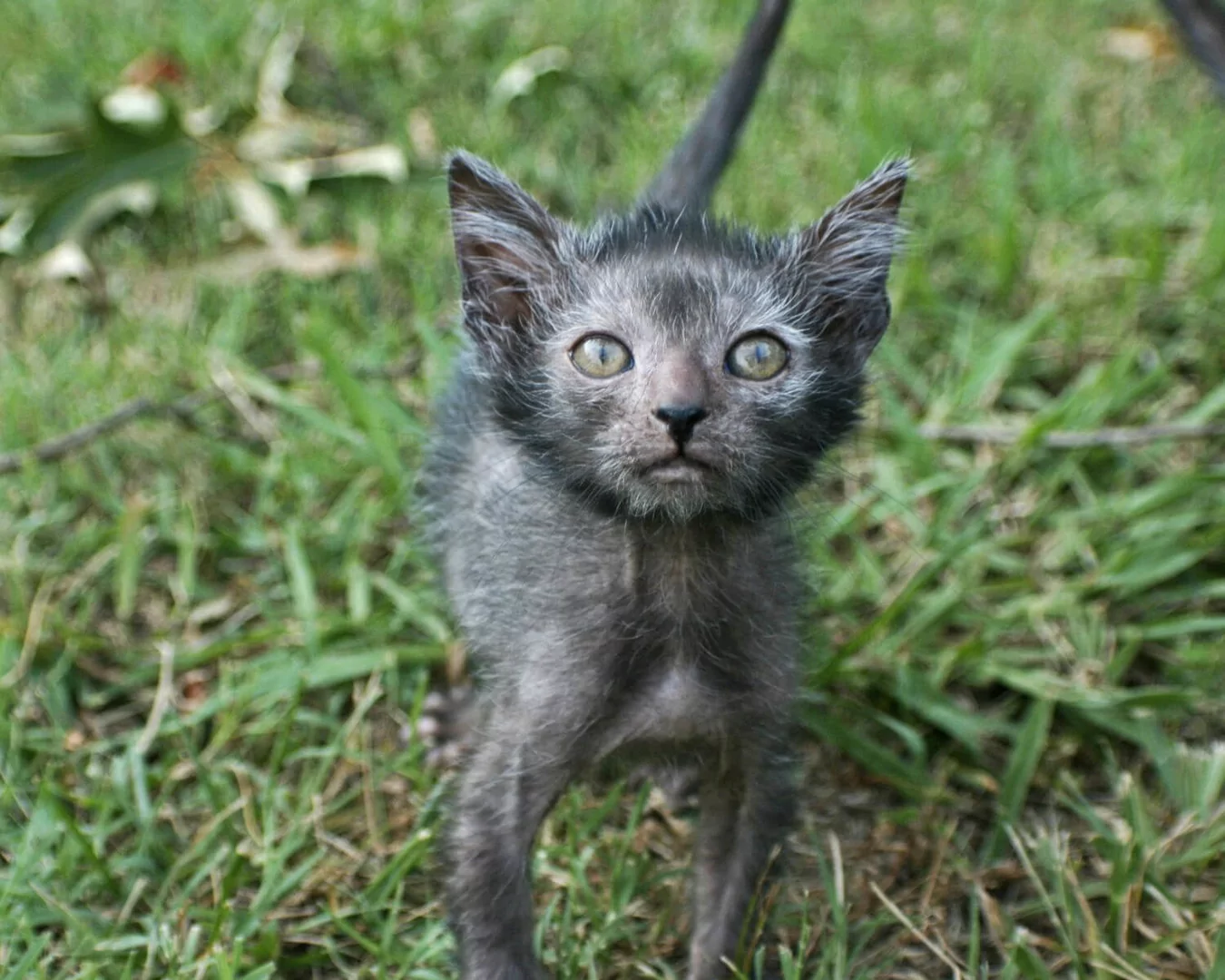 Lykoi
