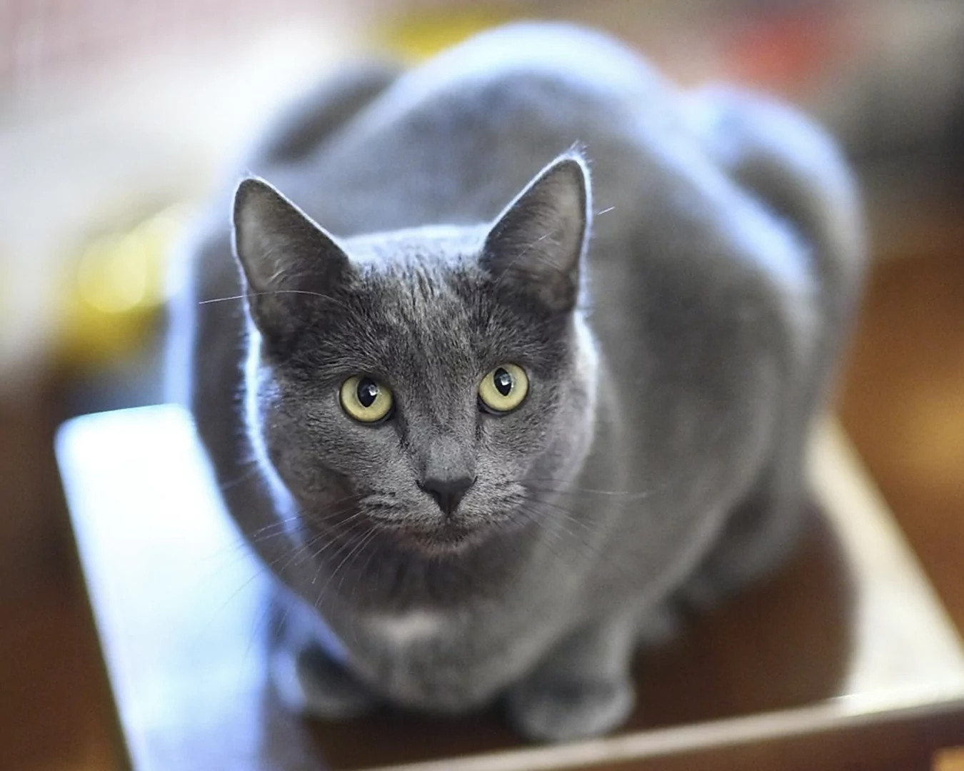 Русская голубая кошка