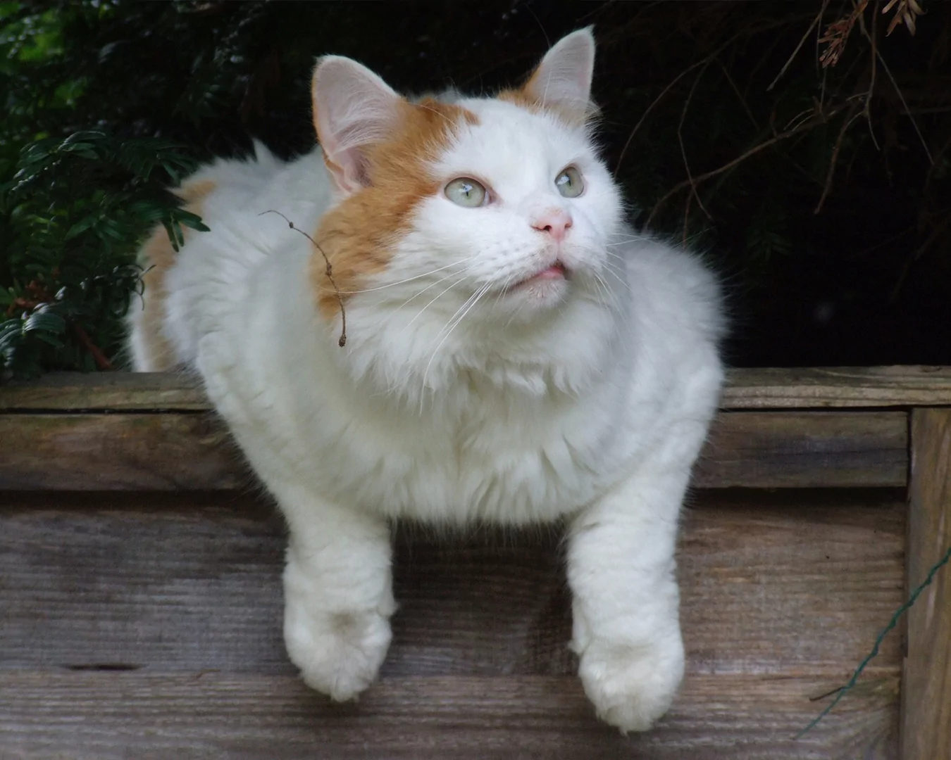 Turkish Van