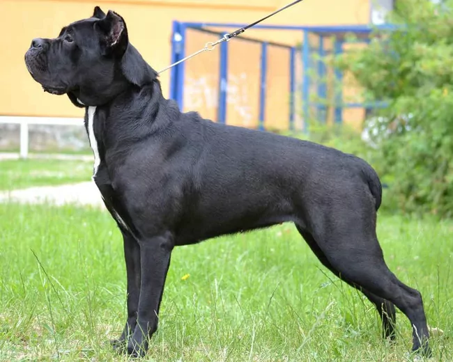 Կանե կորսո