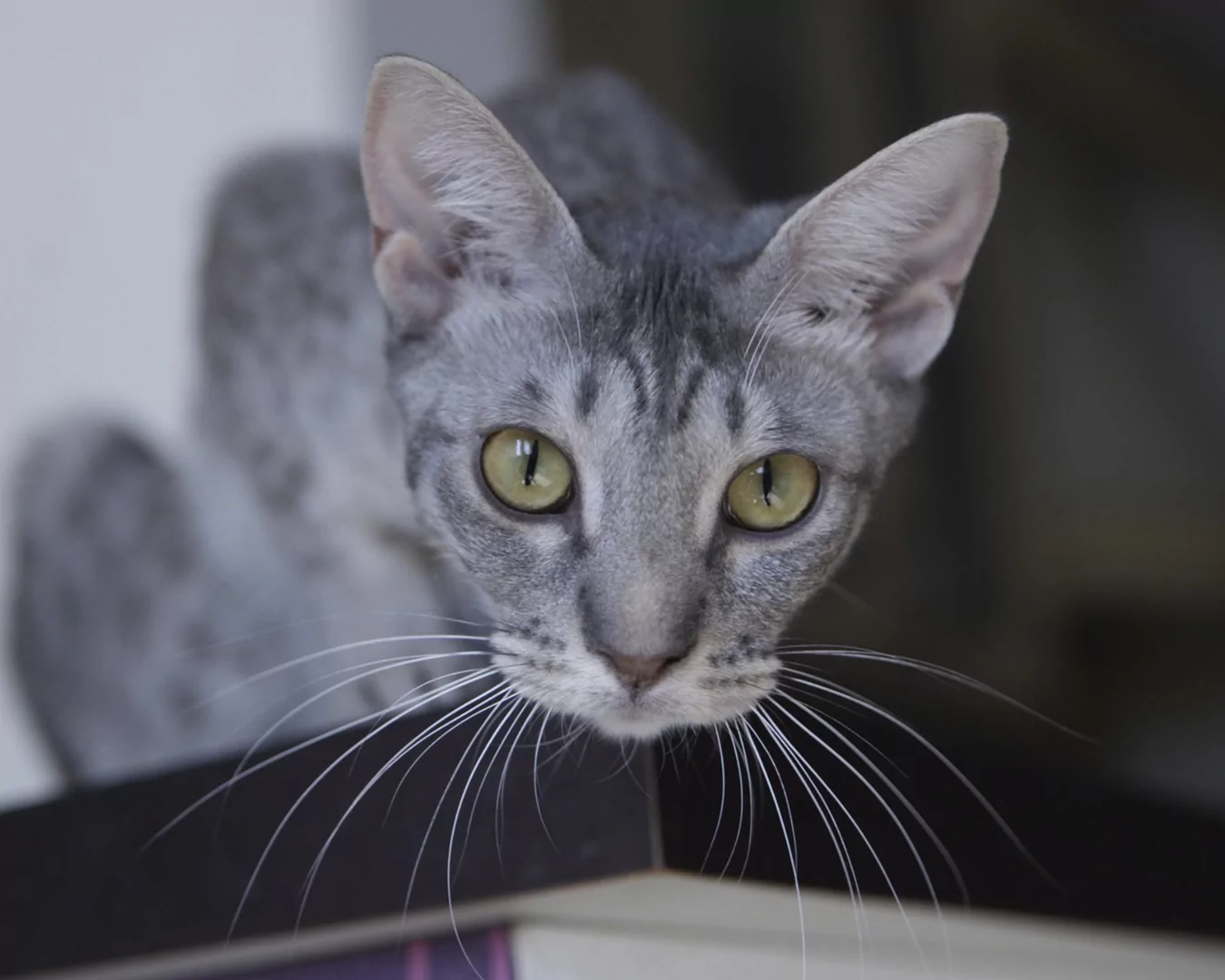 Ocicat