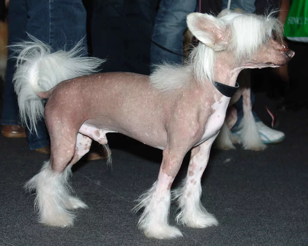 Չինական փուփուլավոր շուն