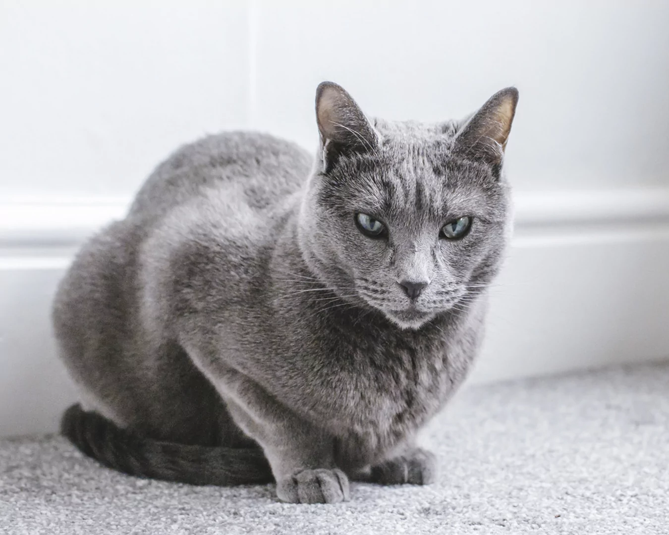 Русская голубая кошка