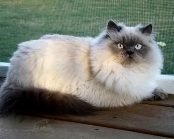 Himalayan Cat