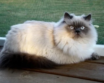 Himalayan Cat