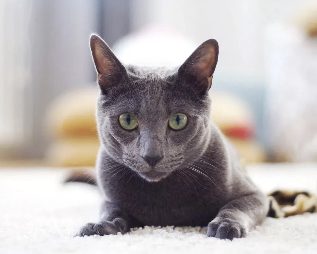 Русская голубая кошка