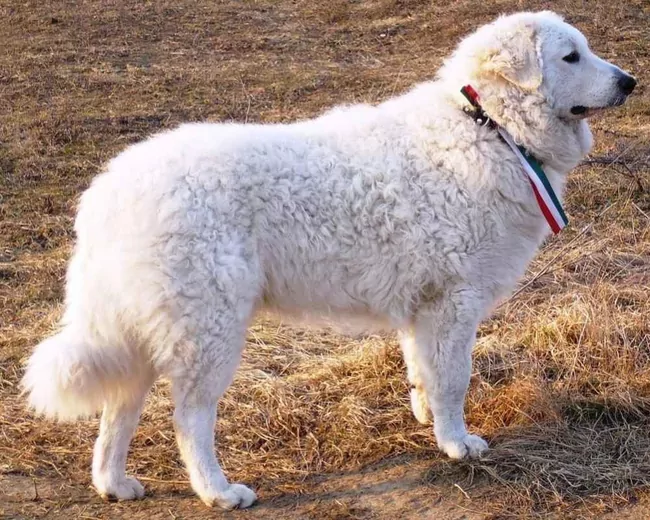 Կուվաս