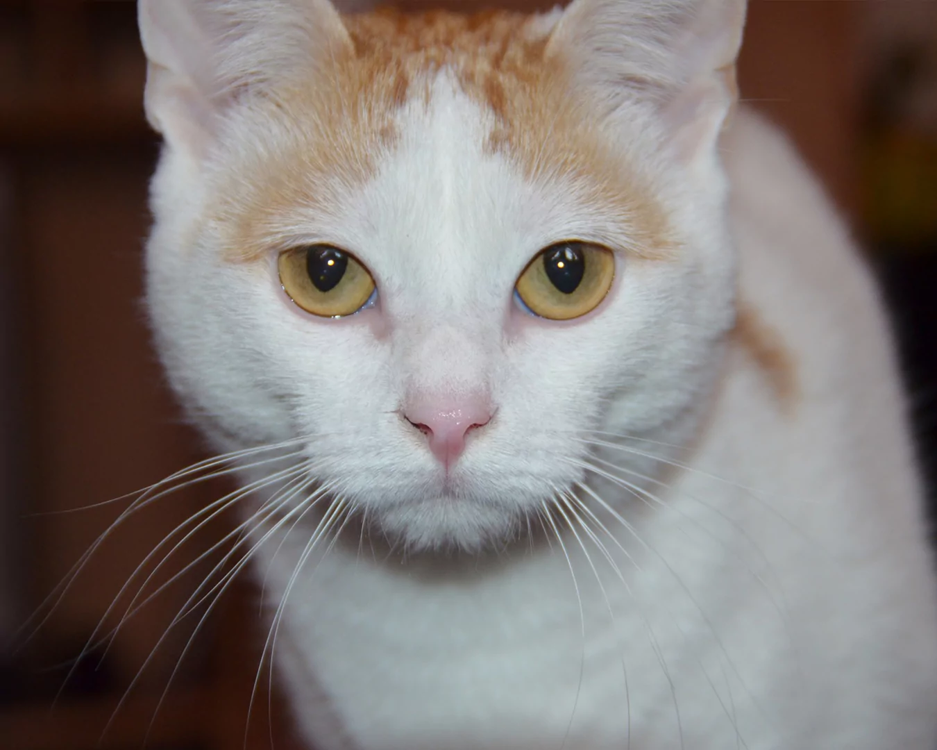 Turkish Van