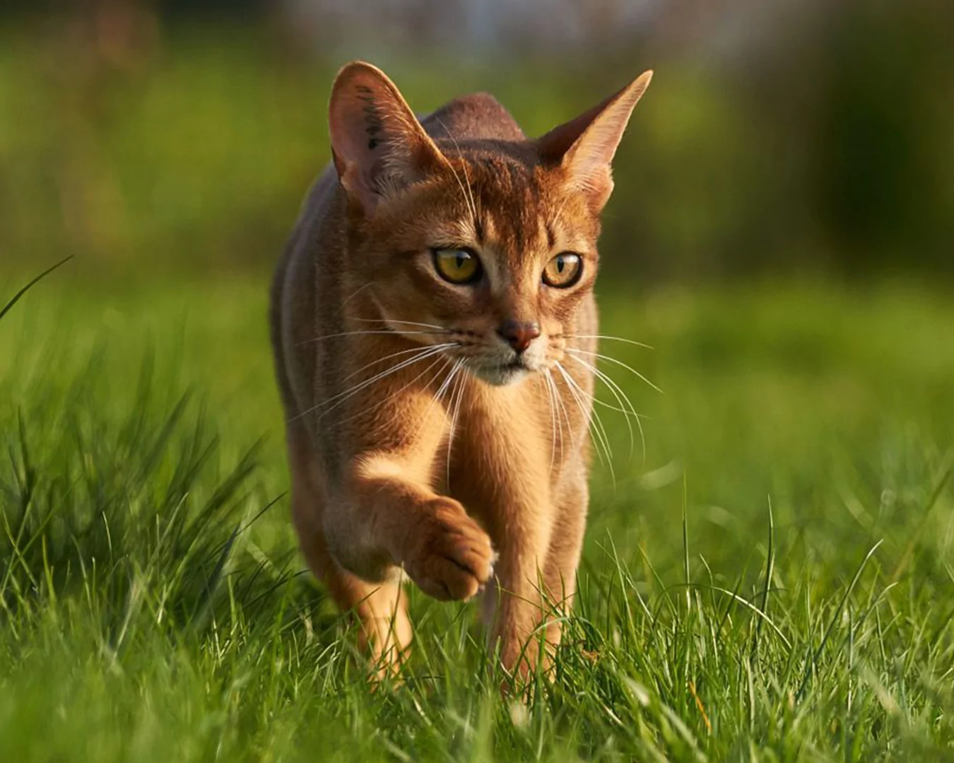 Abyssinian