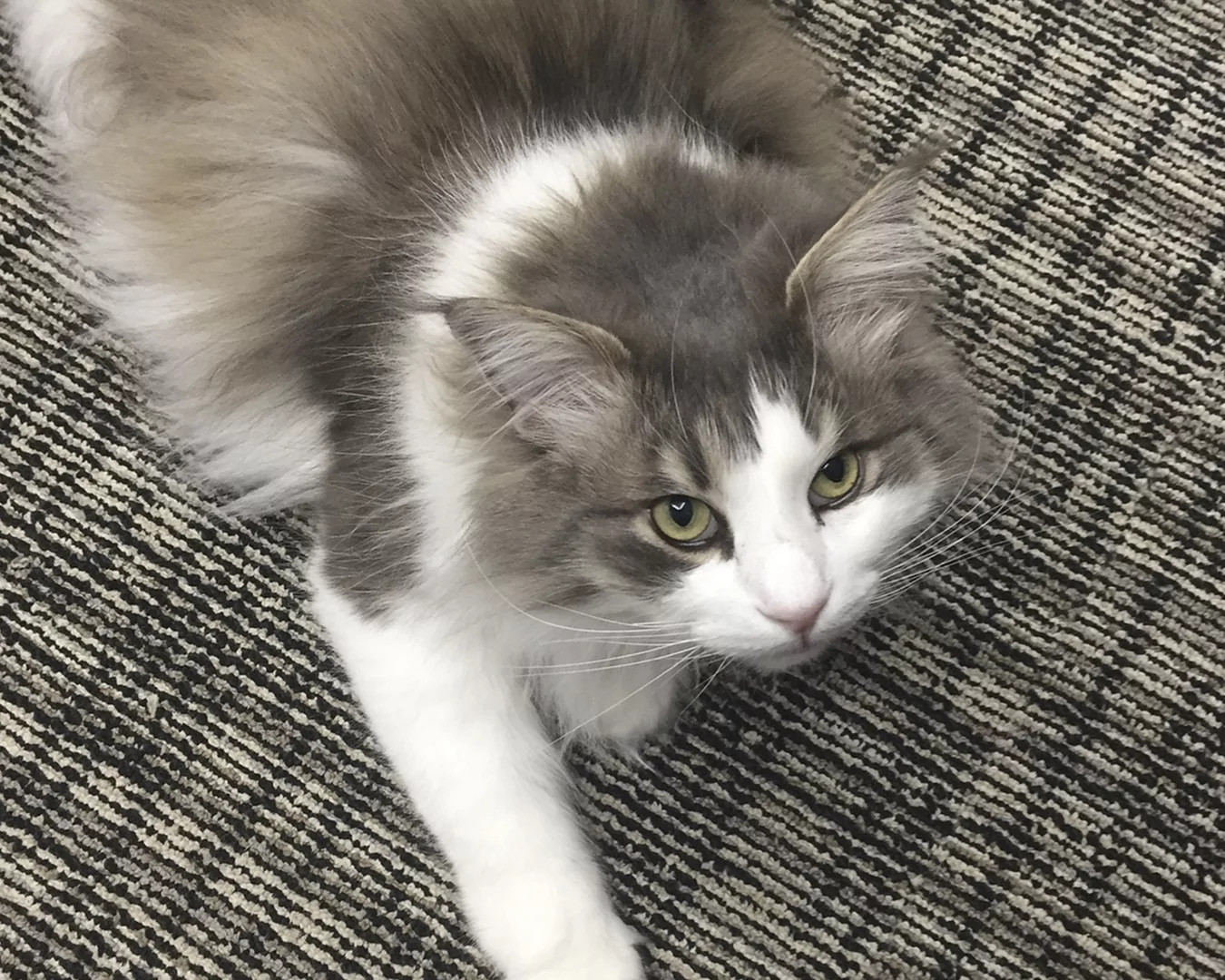 Ragamuffin