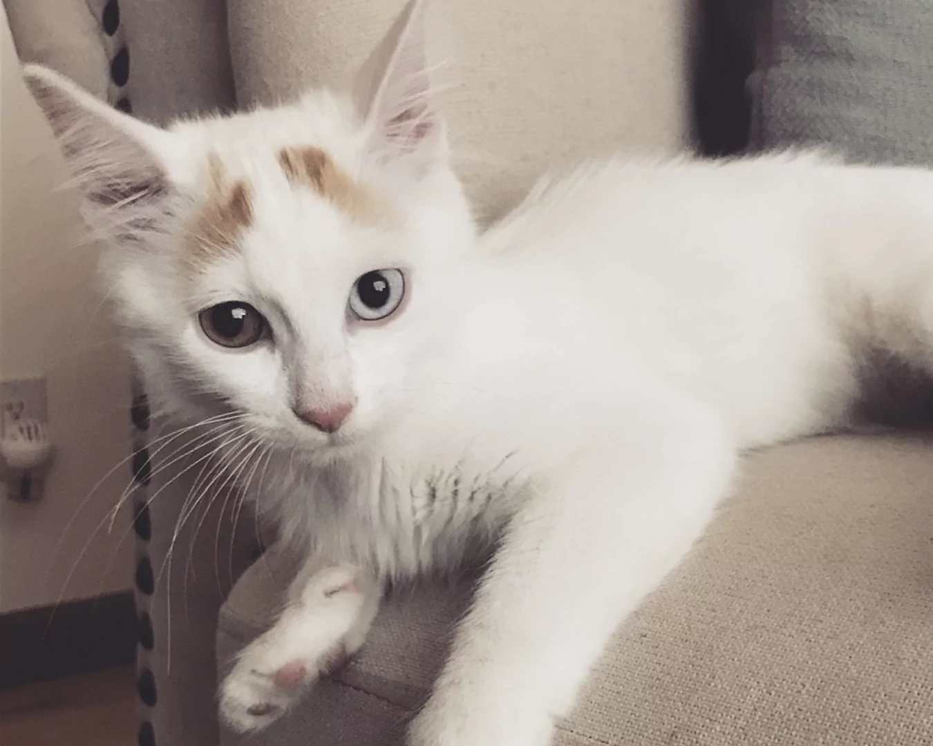 Turkish Van