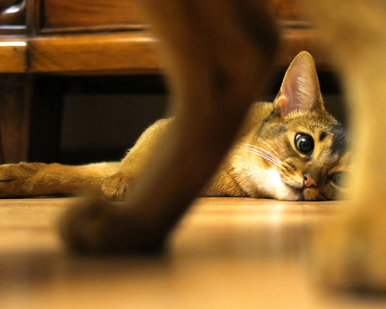 Abyssinian
