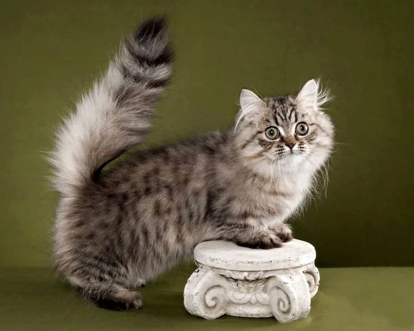 Minuet