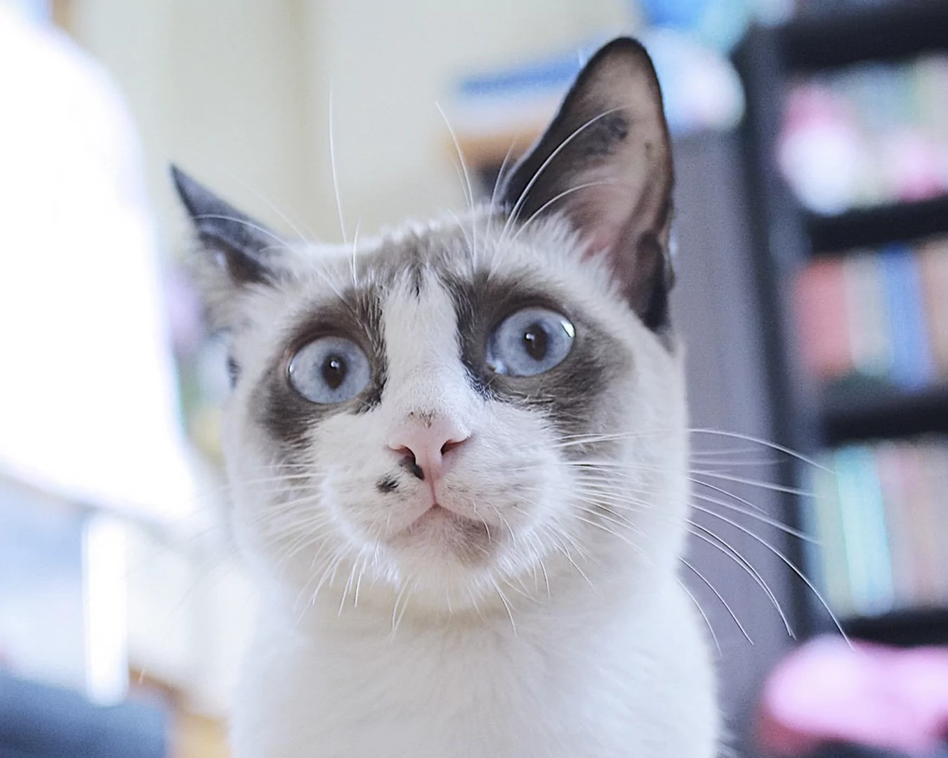 Snowshoe