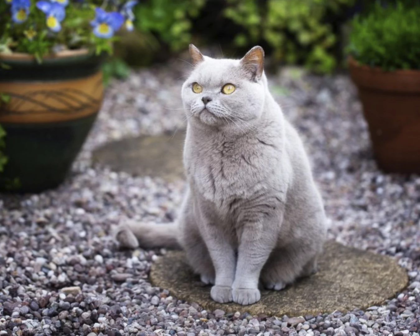 British Shorthair