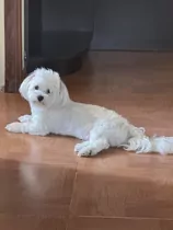 Լուի