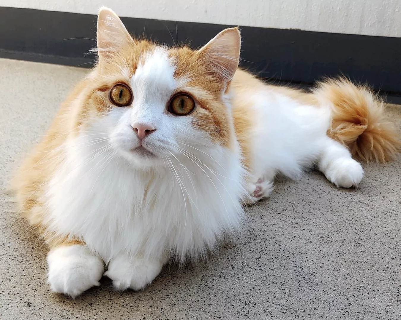 Ragamuffin