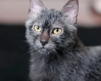 Lykoi
