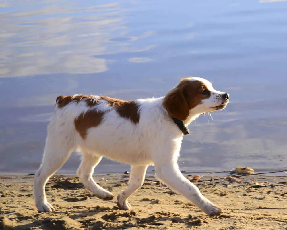 Բրետոնյան էպանյոլ