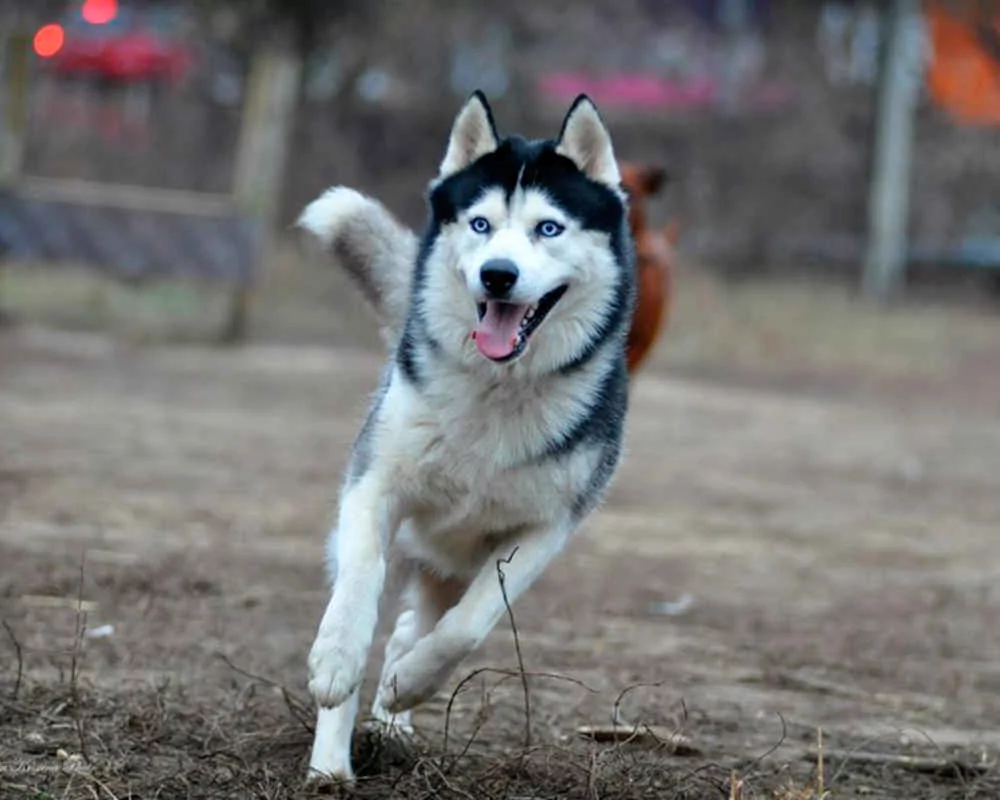Հասկի