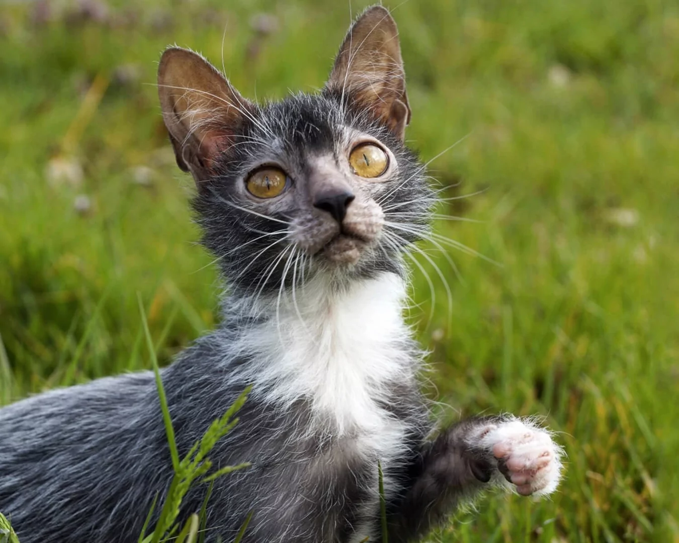 Lykoi