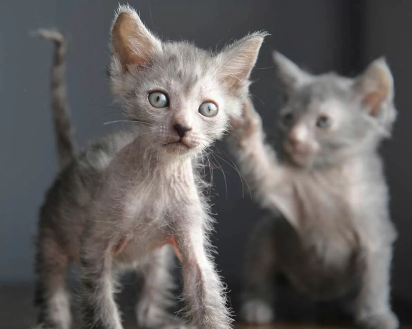 Lykoi