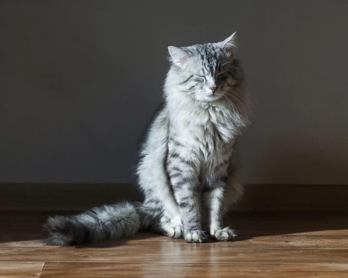 Ragamuffin