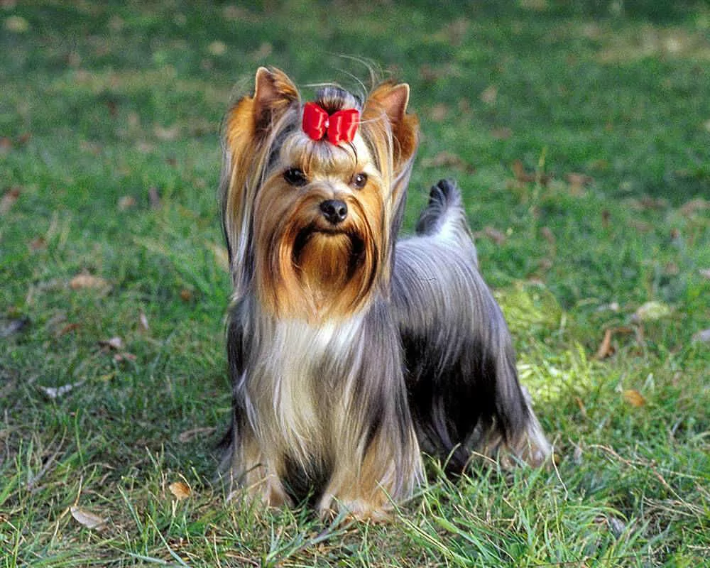 Յորքշիրյան տերիեր