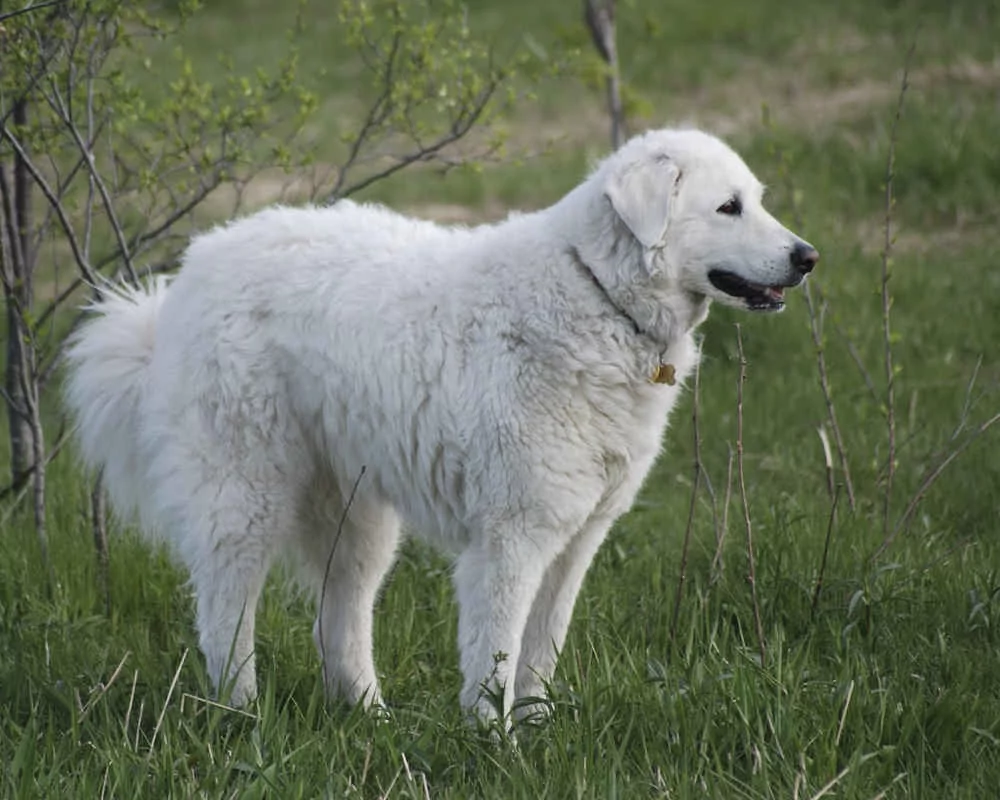 Կուվաս