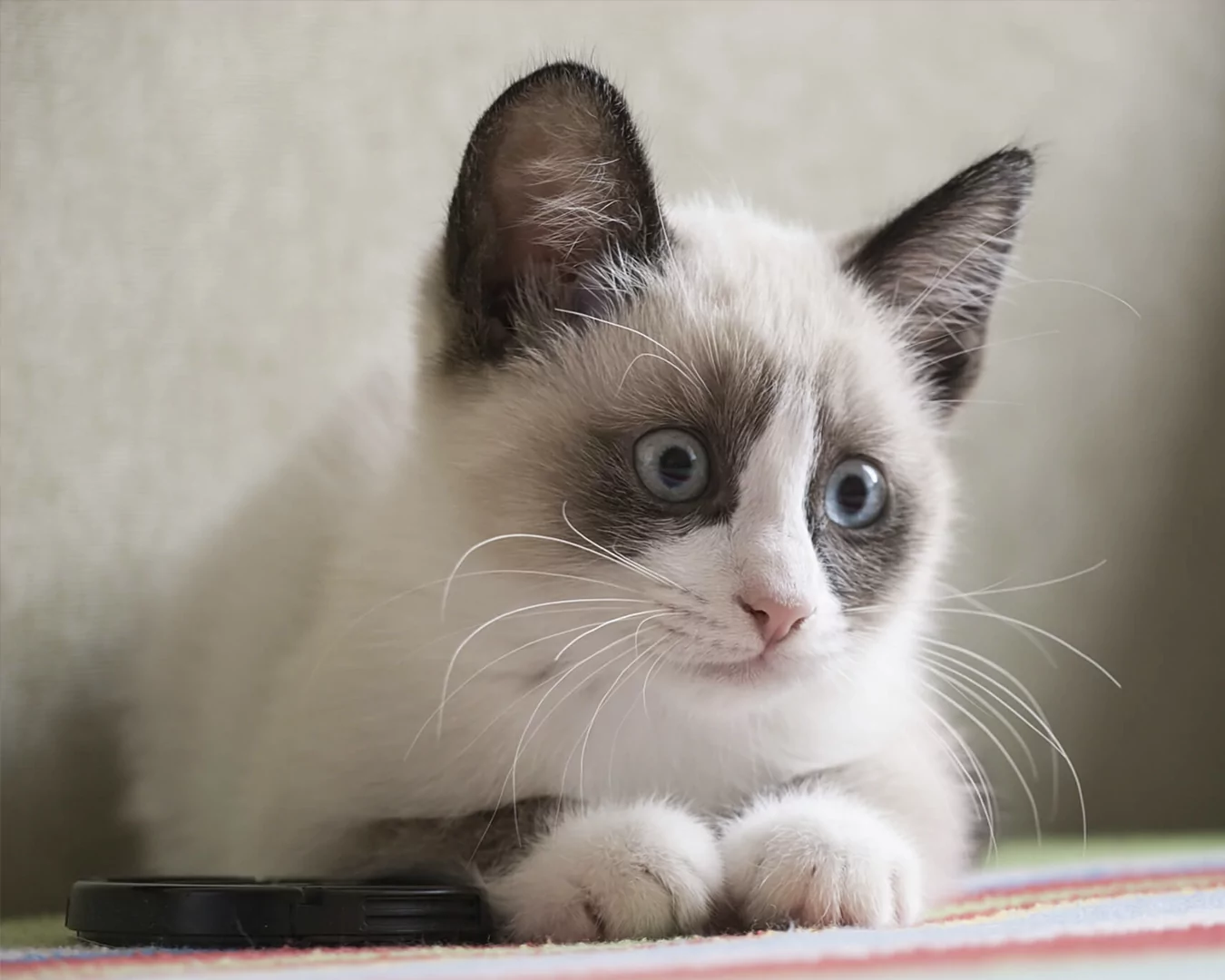 Snowshoe