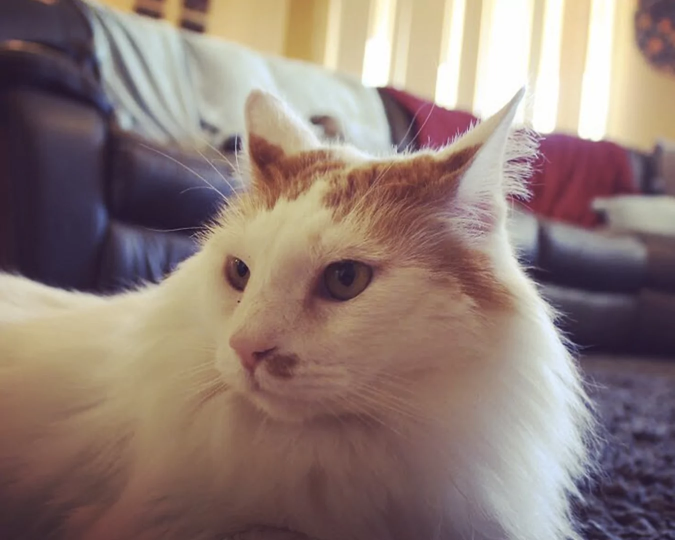 Turkish Van