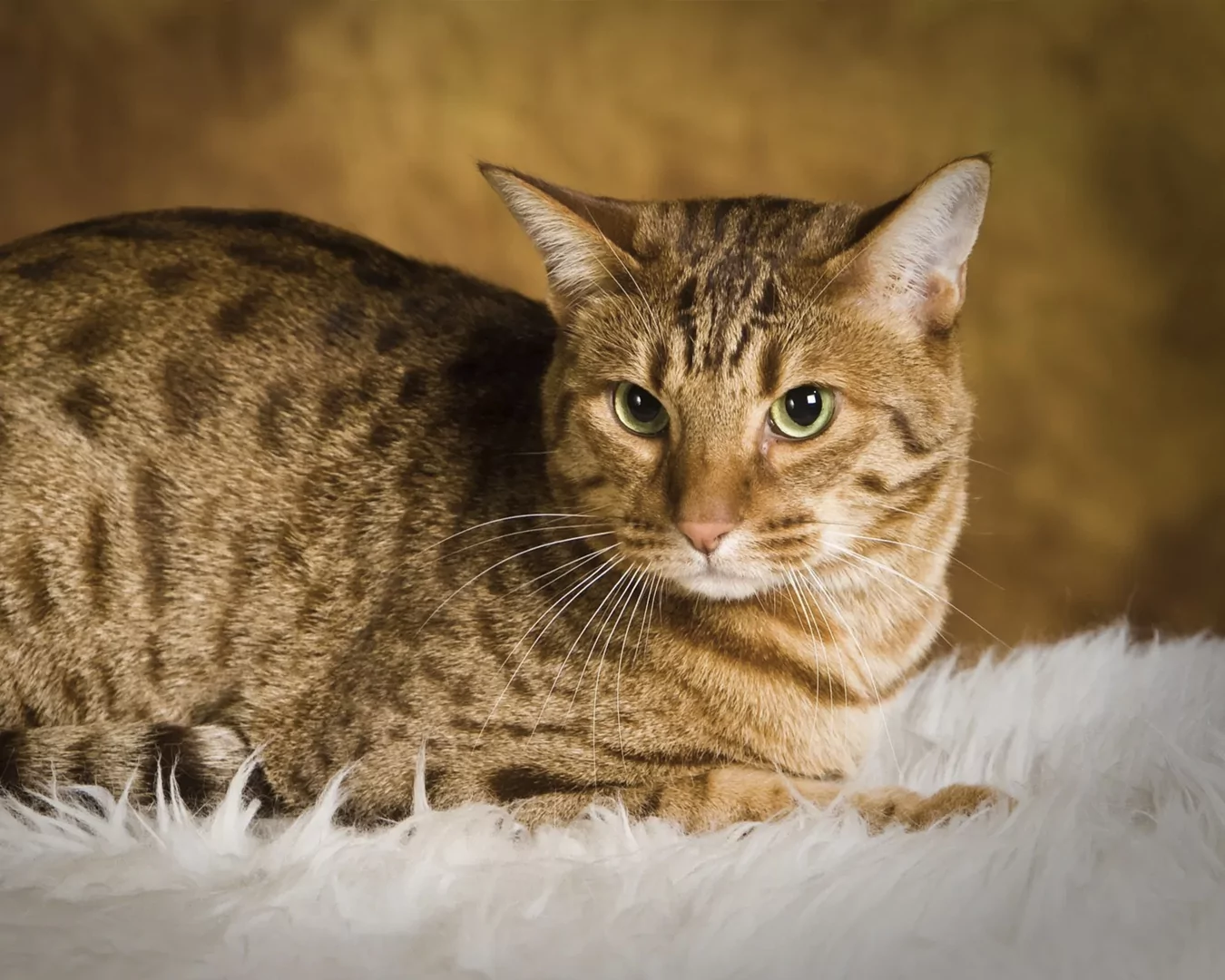 Ocicat