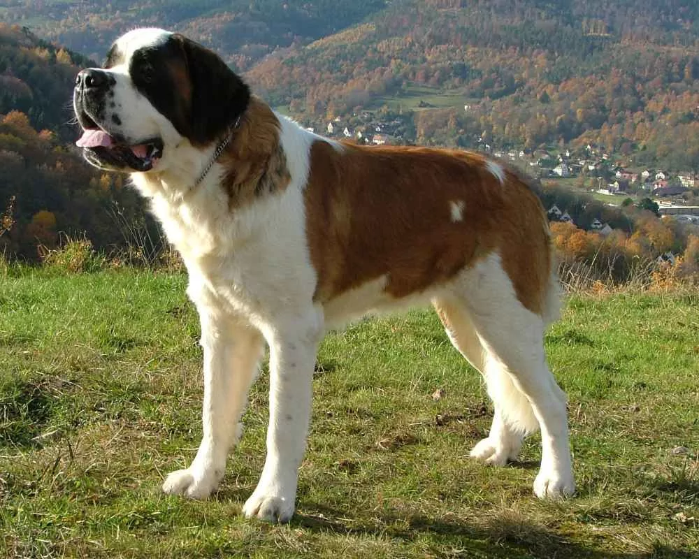Սենբեռնար