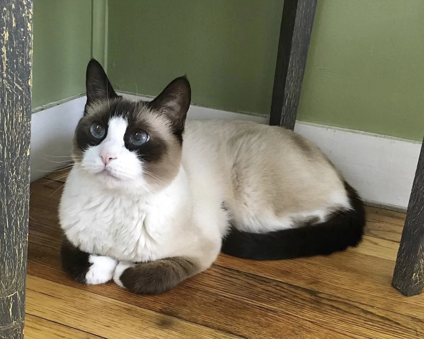 Snowshoe