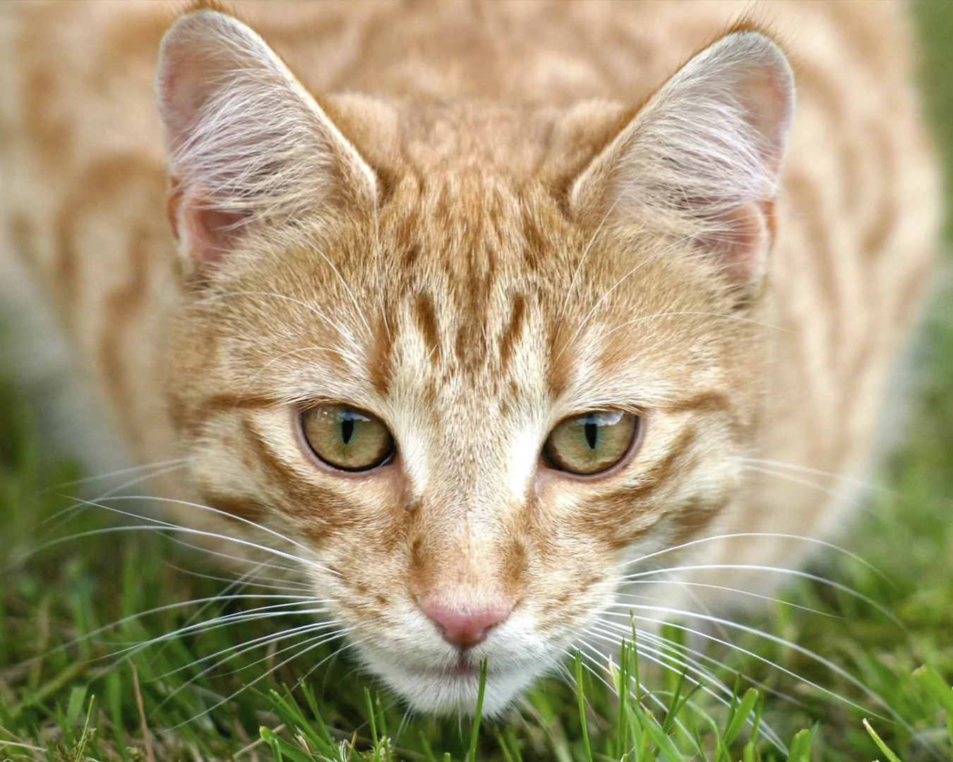 Ocicat