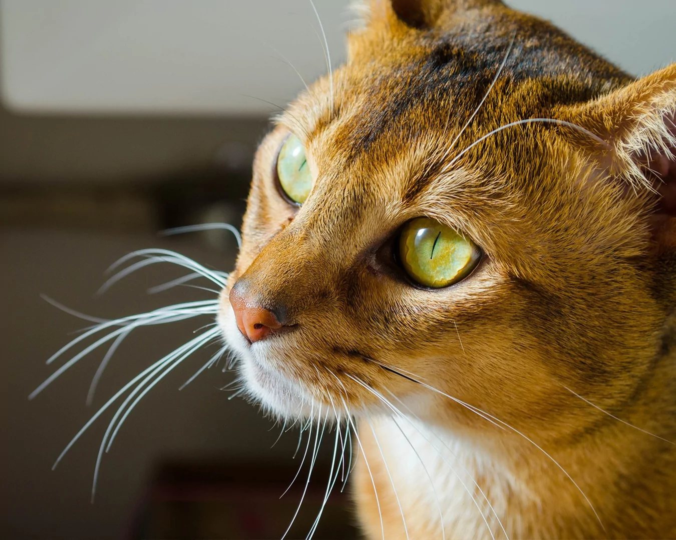 Abyssinian