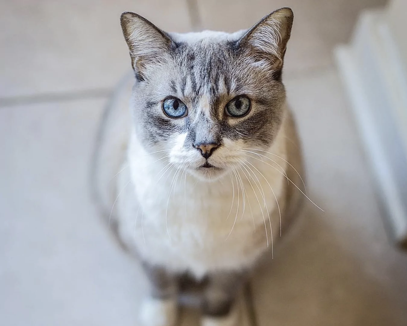 Manx