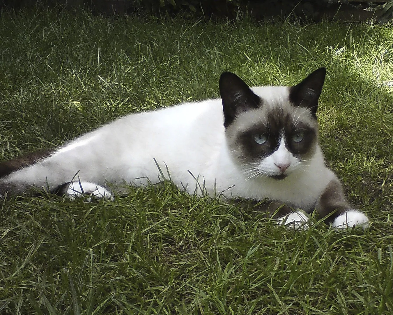 Snowshoe
