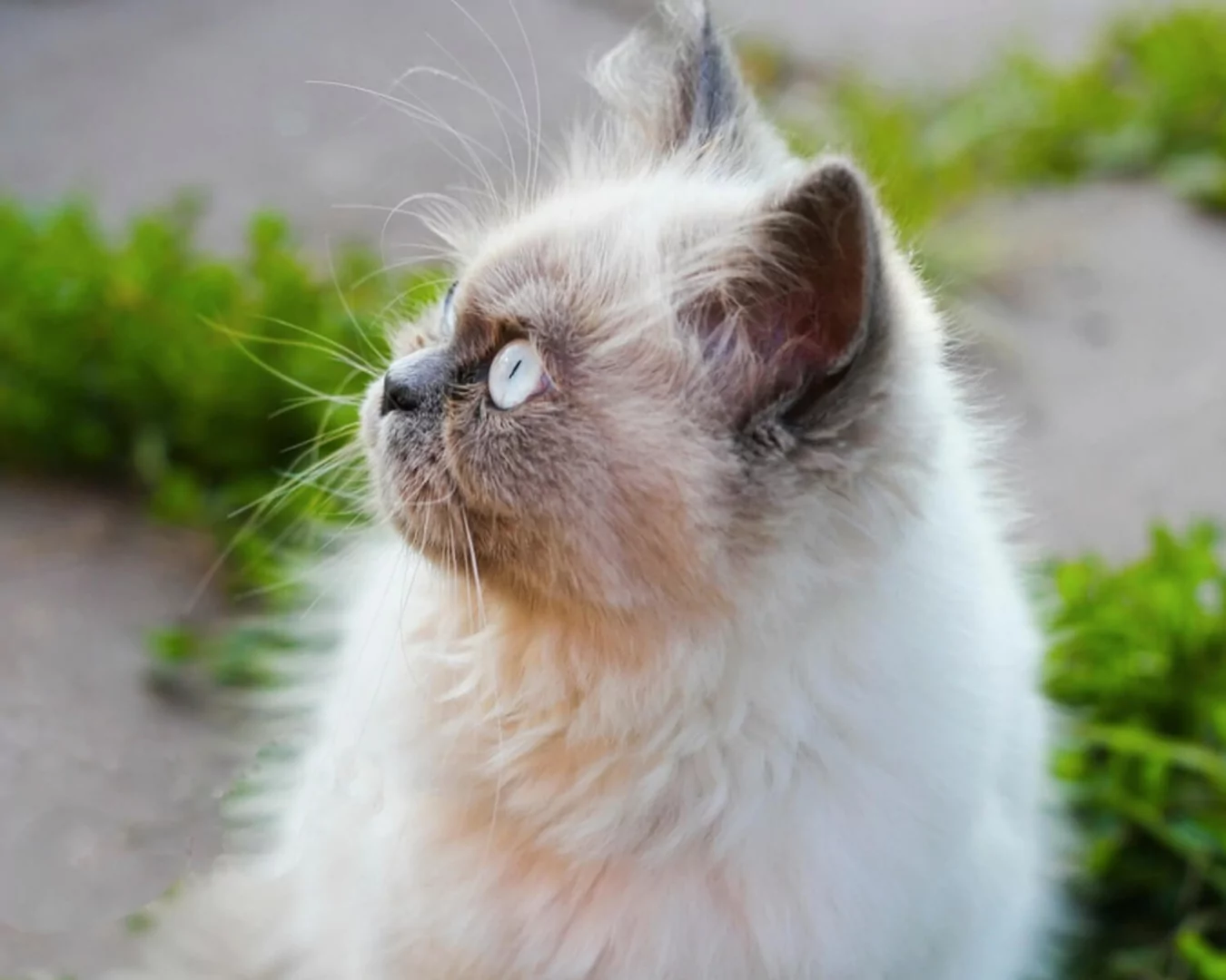 Himalayan Cat