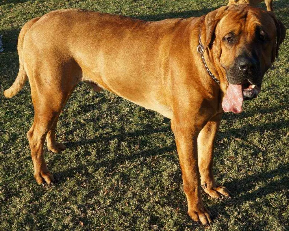 Տոսա-ինու