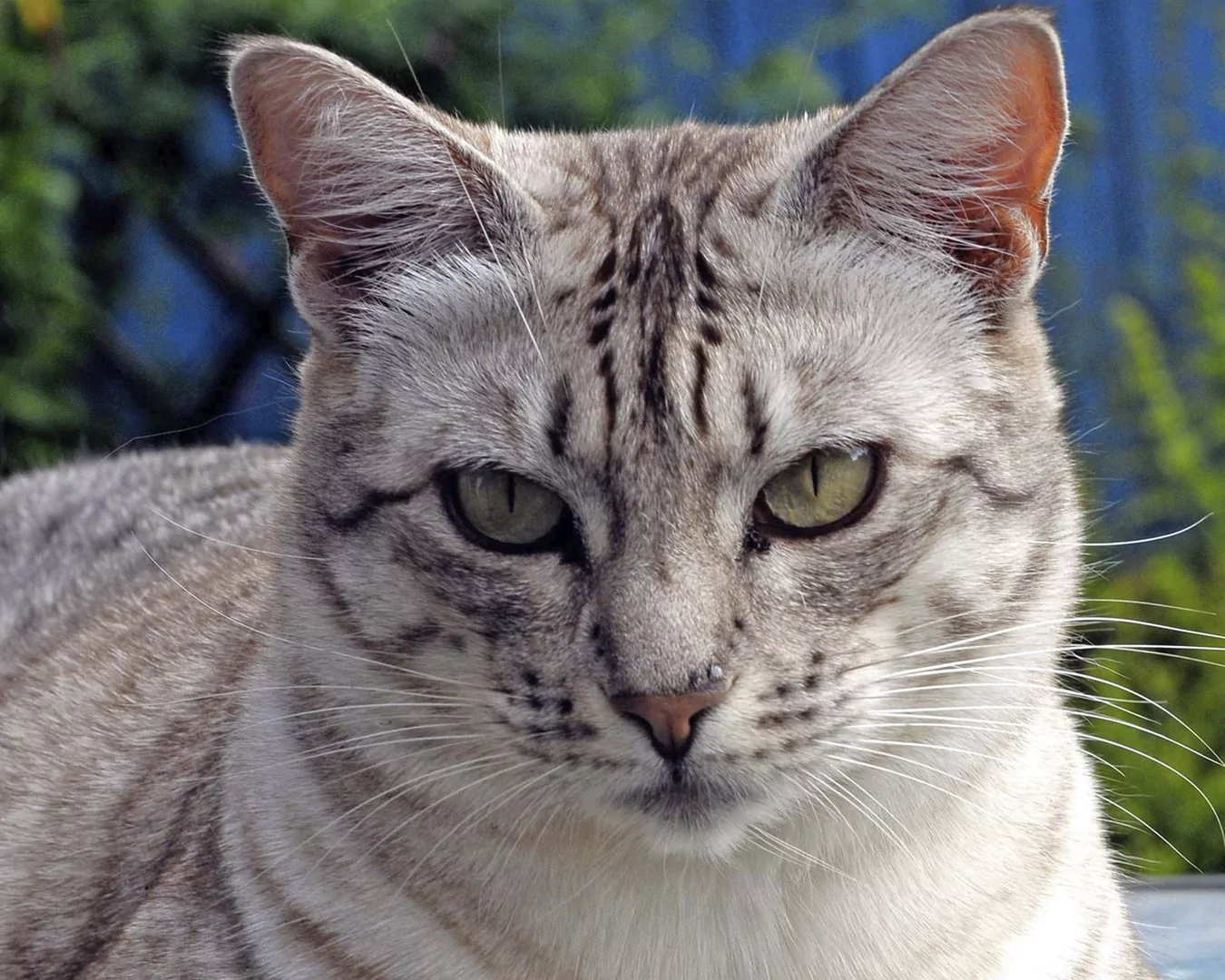 Ocicat