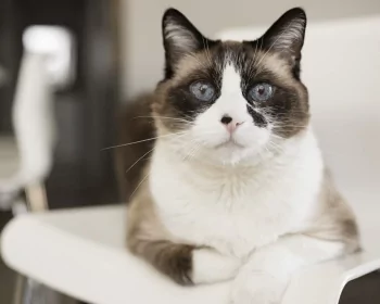 Snowshoe