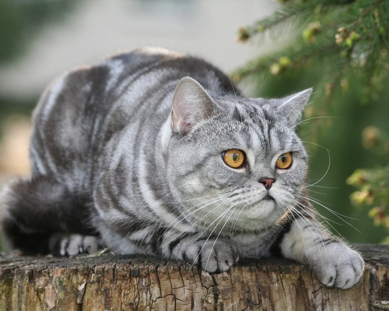 British Shorthair