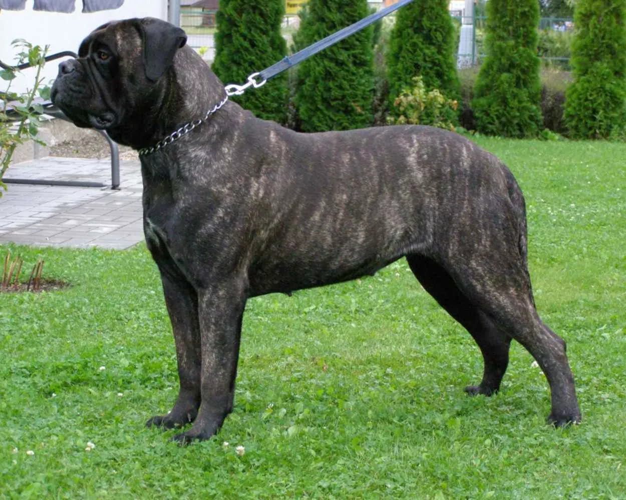 Բուլմաստիֆ